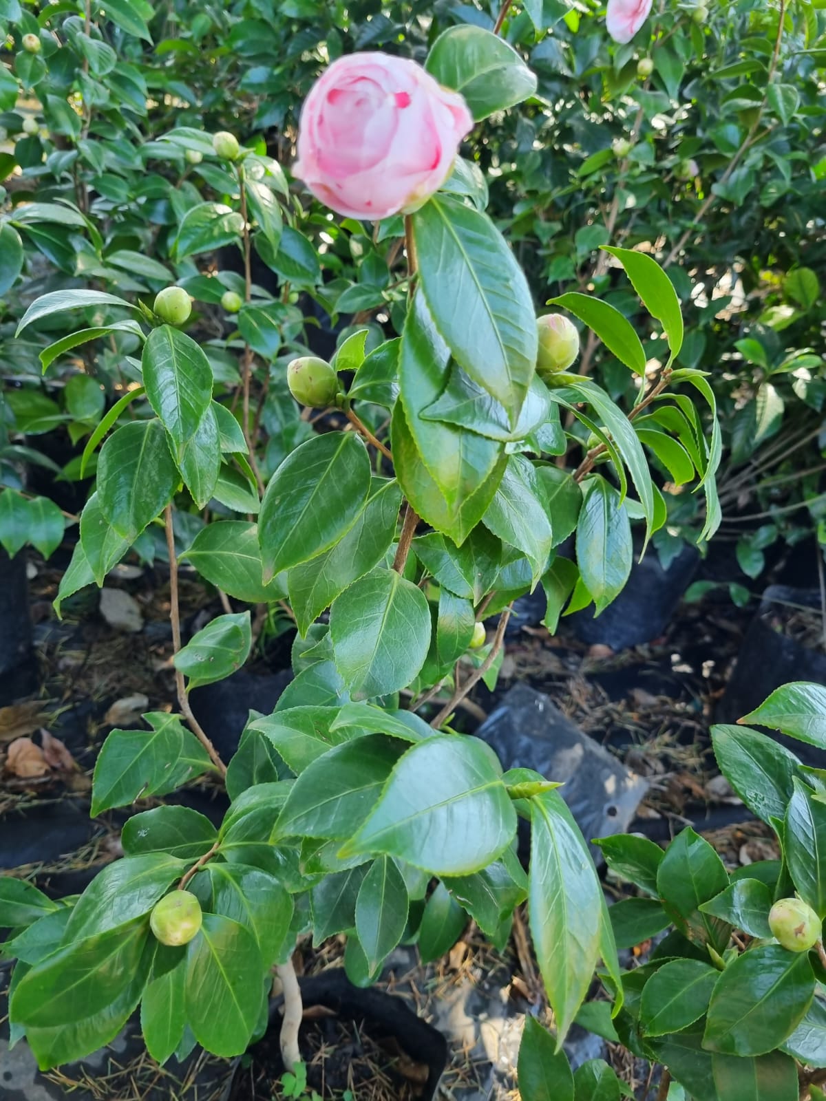Camellia Japonica Soft Pink 10L