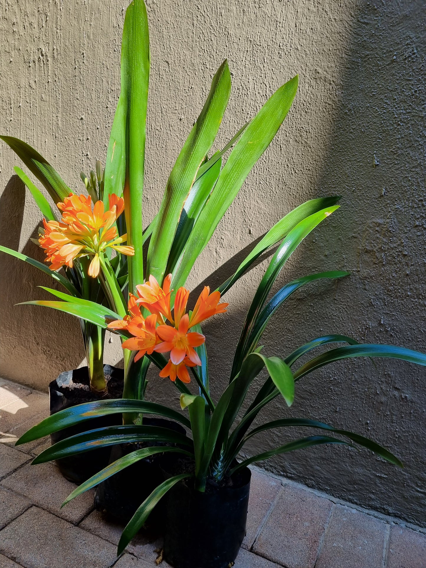 Clivia Orange 5L bag