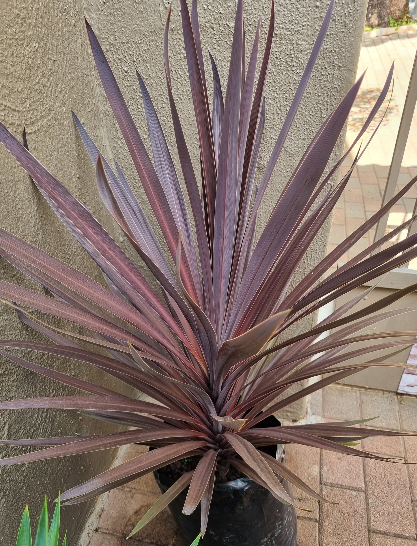 Cordyline Red Sensation 20L