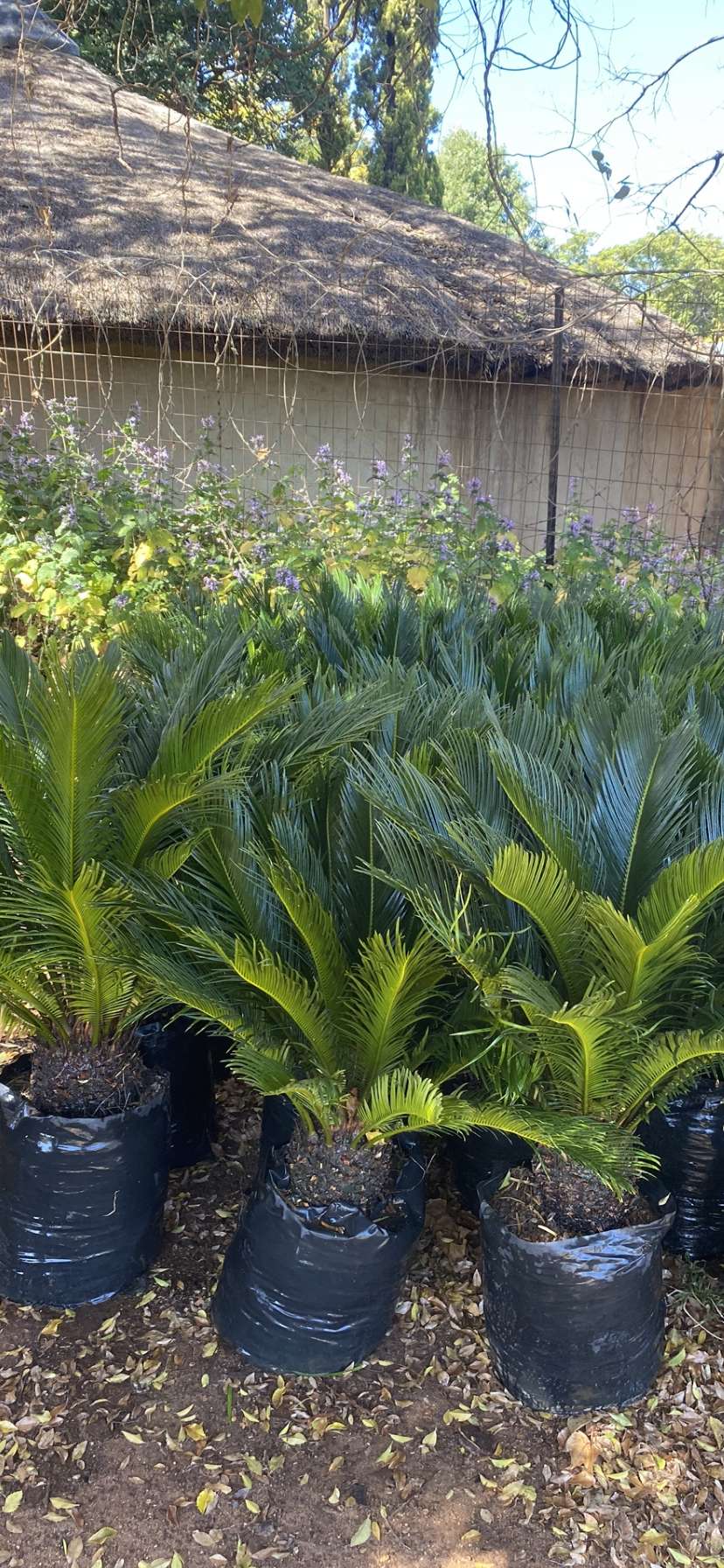 Cycas Revoluta 20L/30L