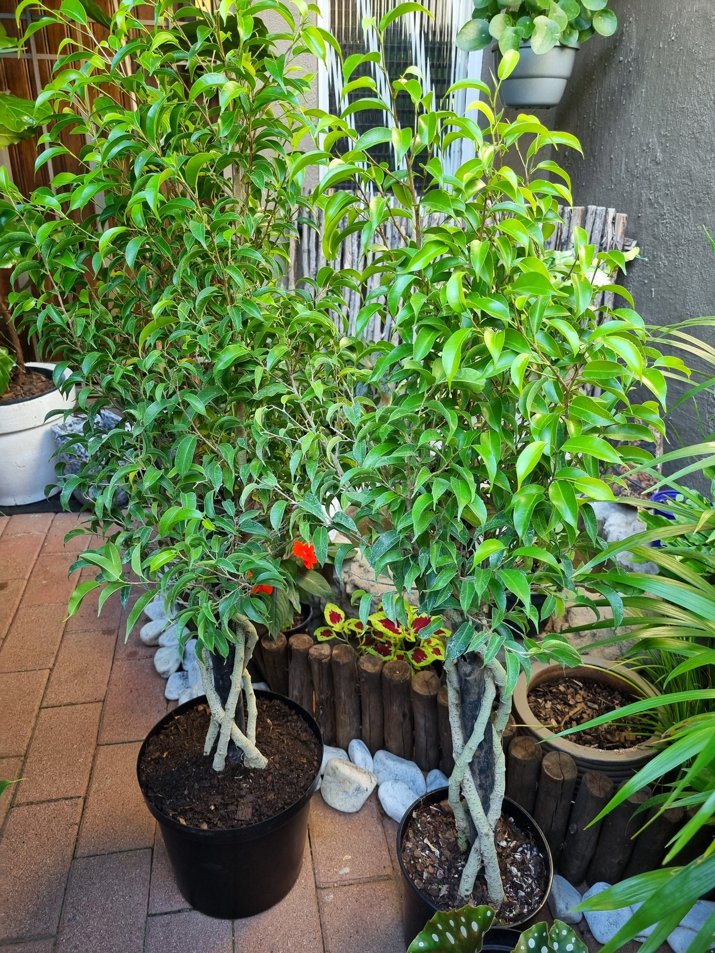 Indoor Ficus Benjamin Natasja 23cm pot Platted Stem