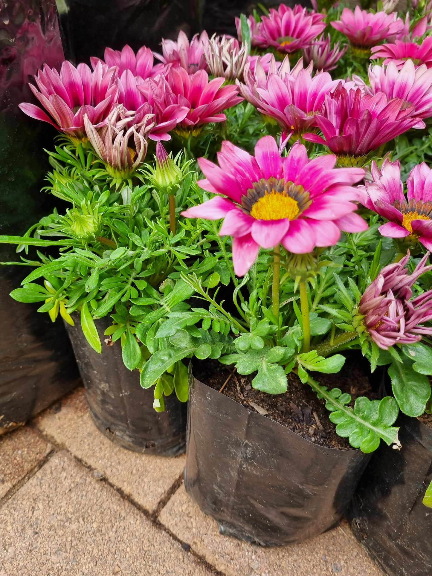 Gazania Pink 15cm pot