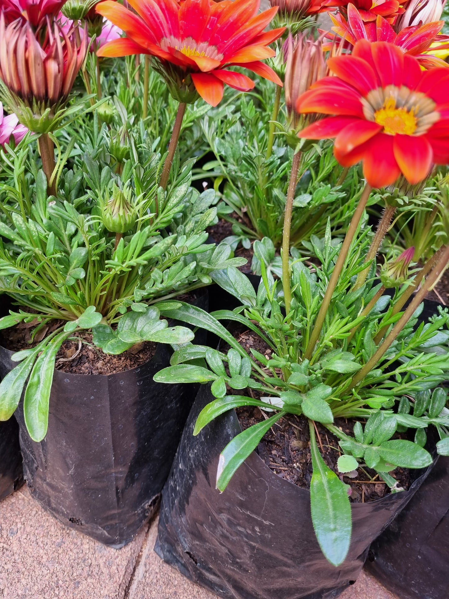 Gazania Red 15cm pot