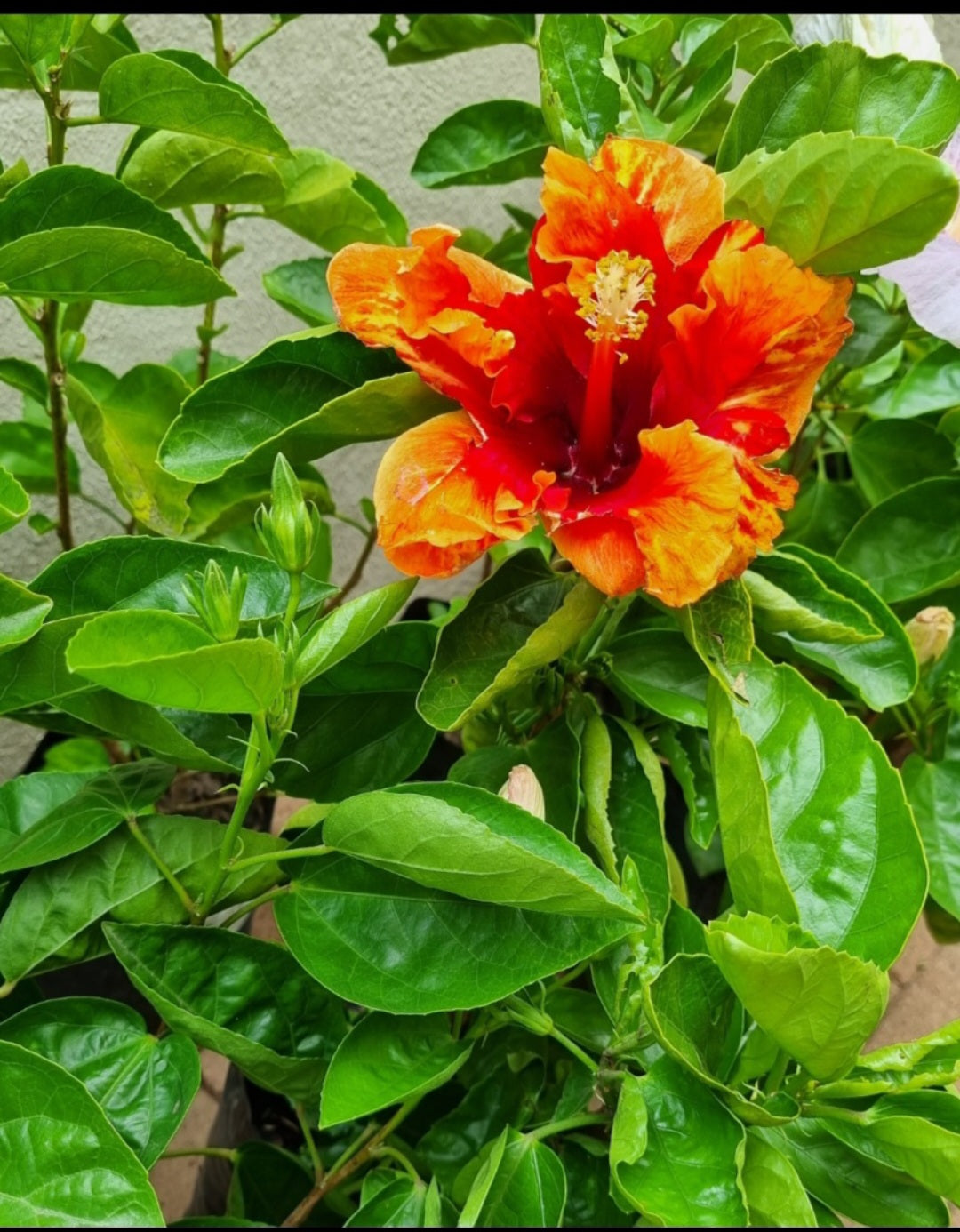 Hibiscus Bimbo 5L