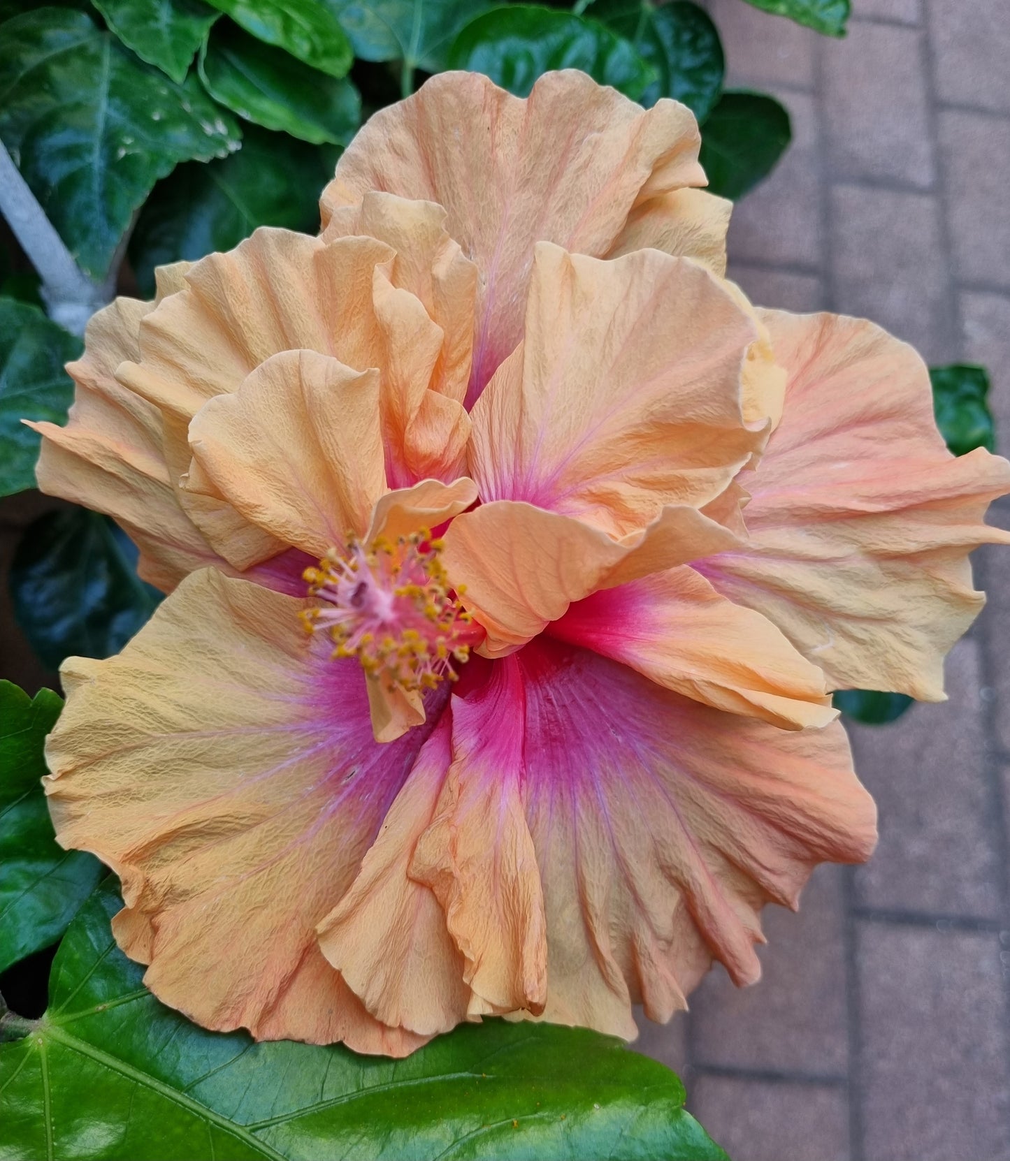 Hibiscus DJ O'Brianne 5L