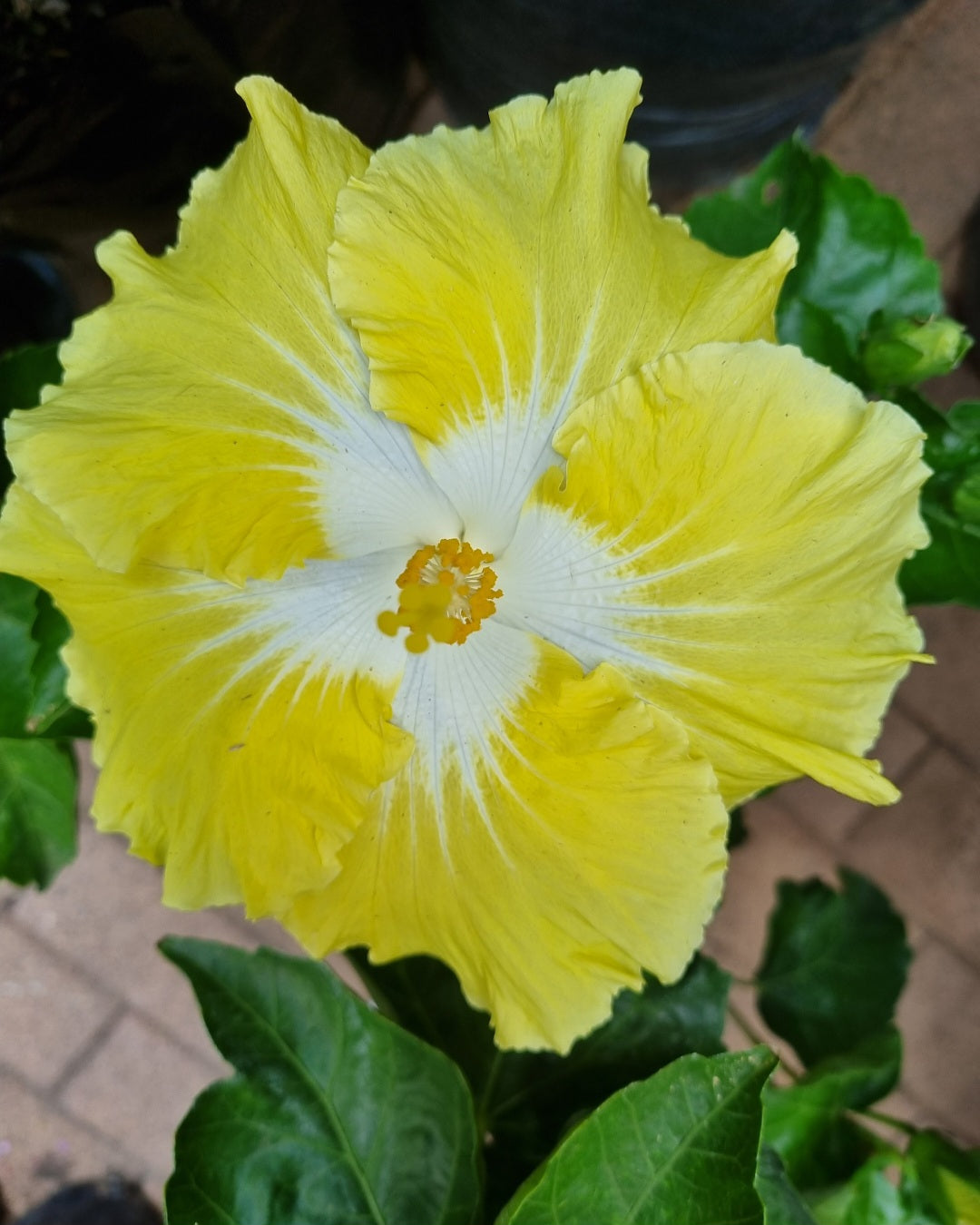 Hibiscus Kinchin Yellow 5L