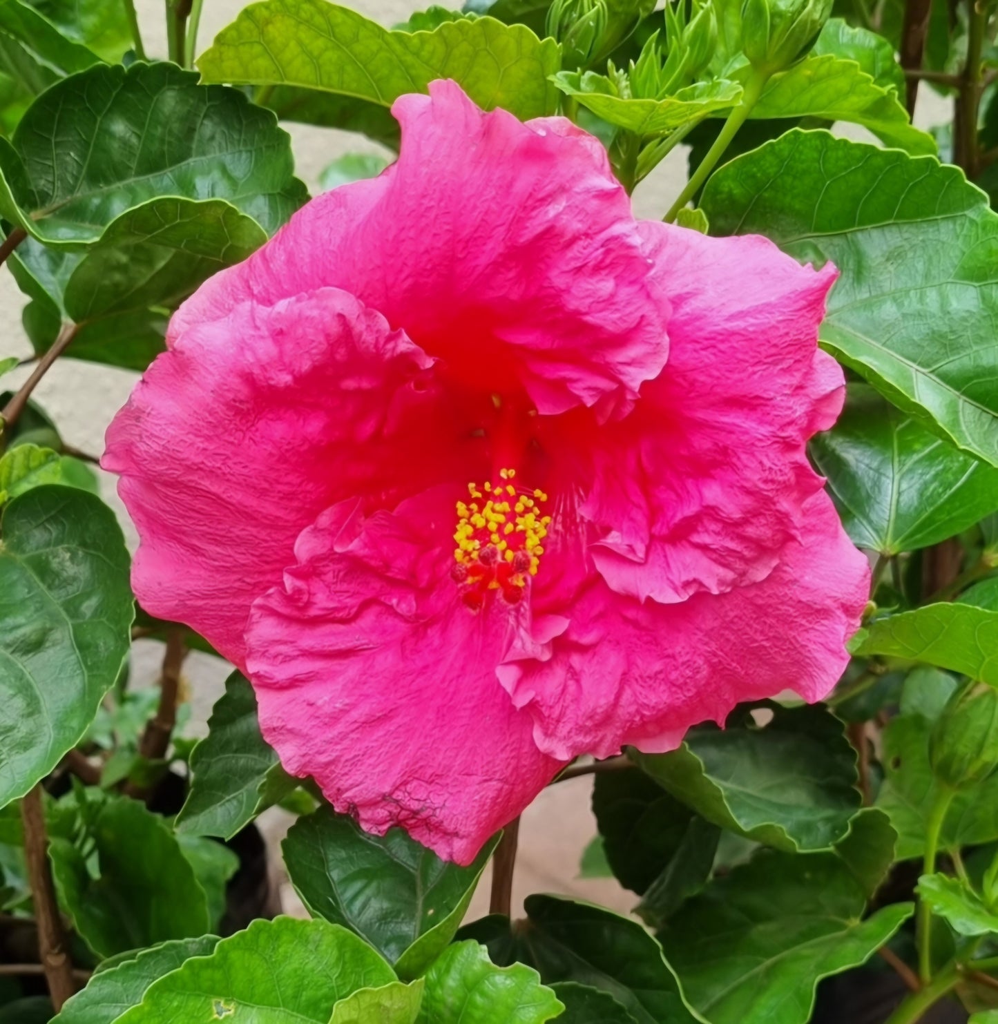 Hibiscus Gwen Mary 5L