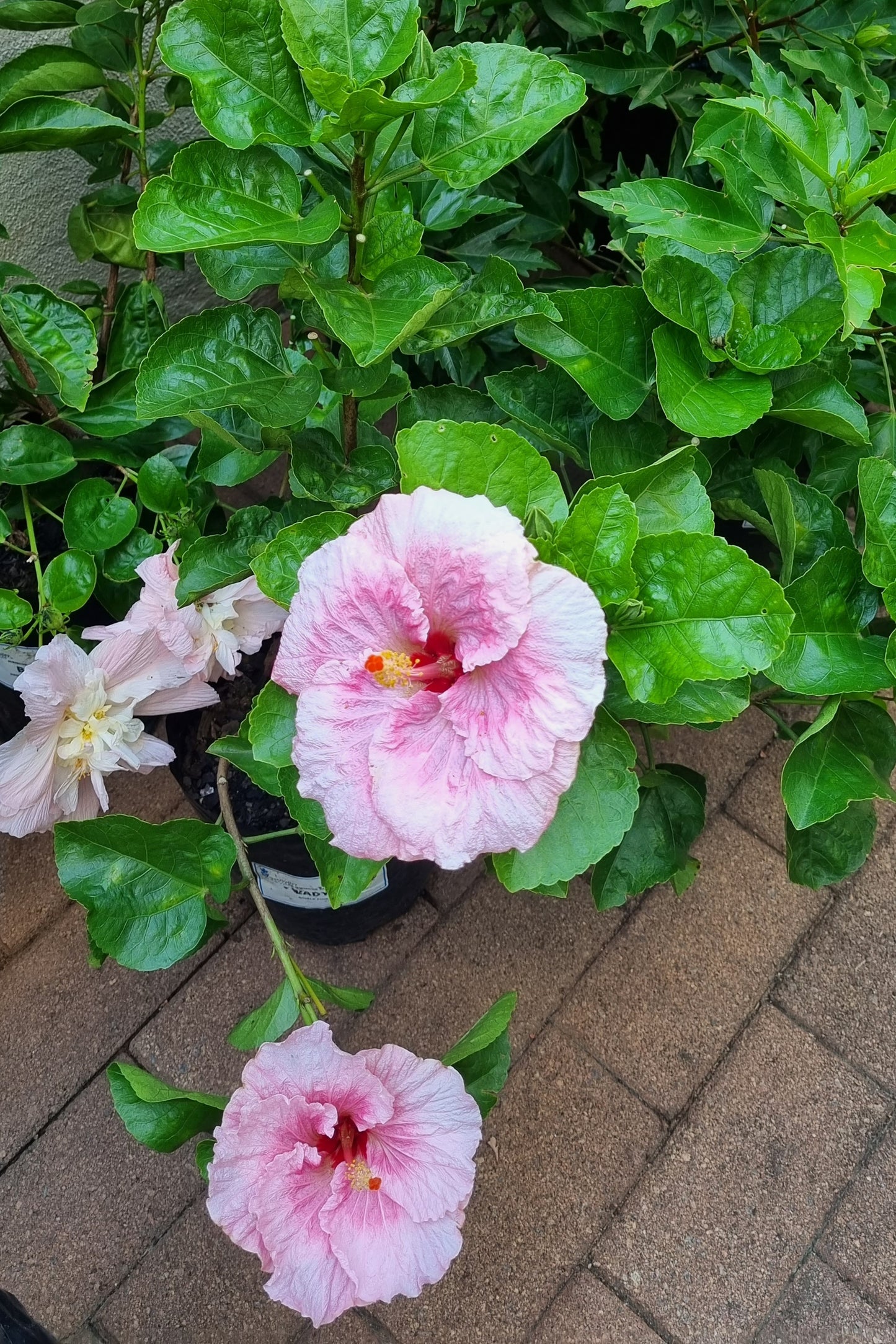 Hibiscus Lady Flo 5L