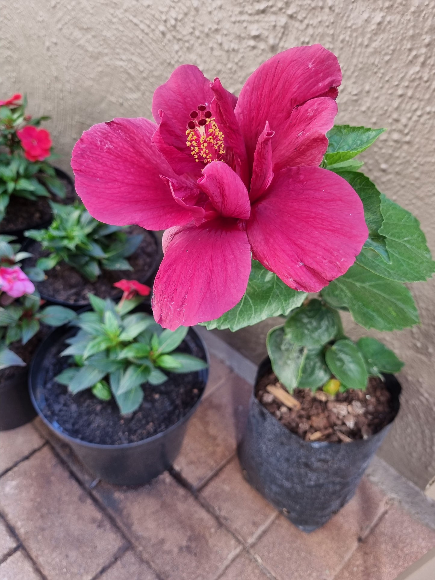 Hibiscus Pro Legato 5L