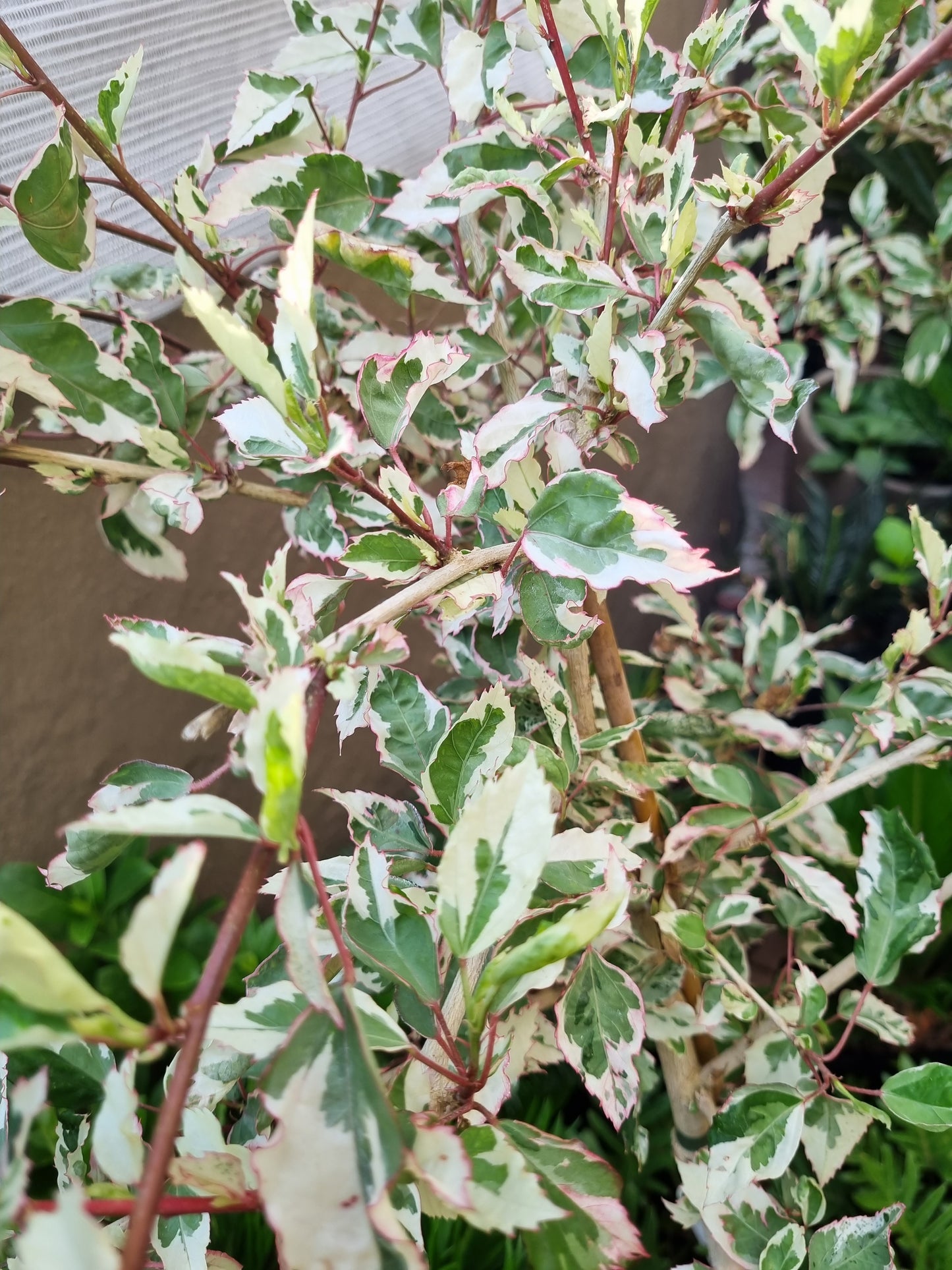 Hibiscus Variegated Standard Lollipop 10L