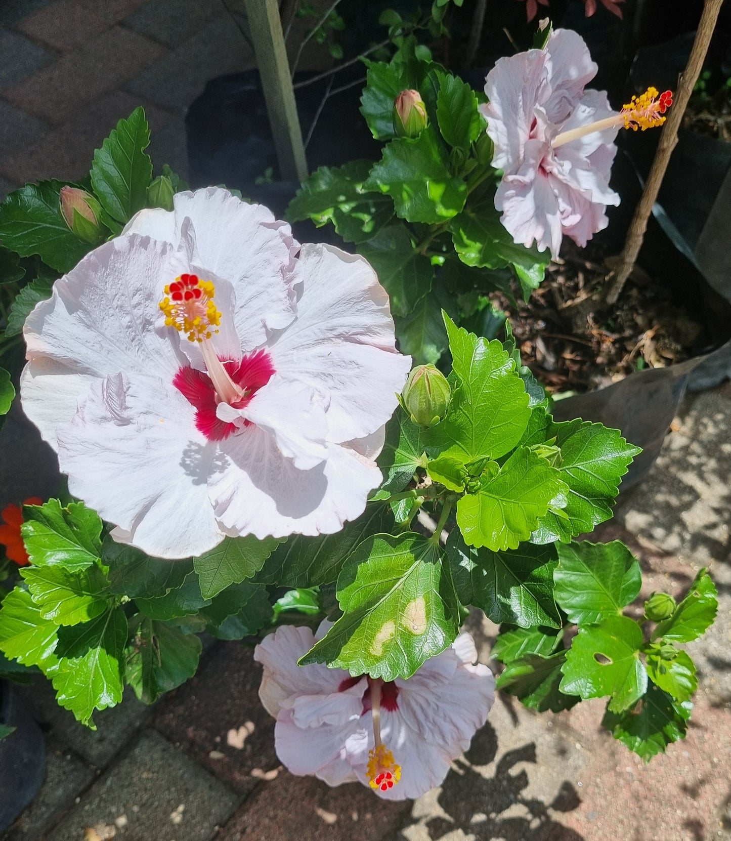 Hibiscus Isoebel Beard 5L