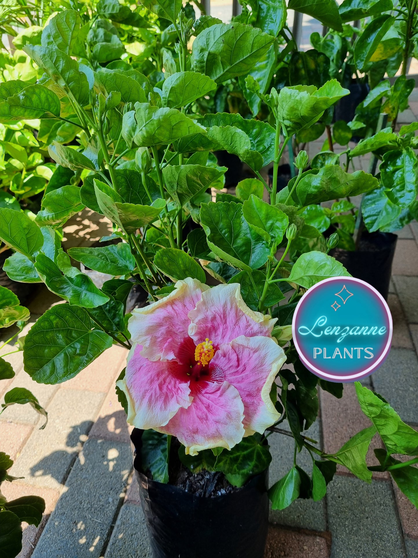 Hibiscus Marion Tom 5L