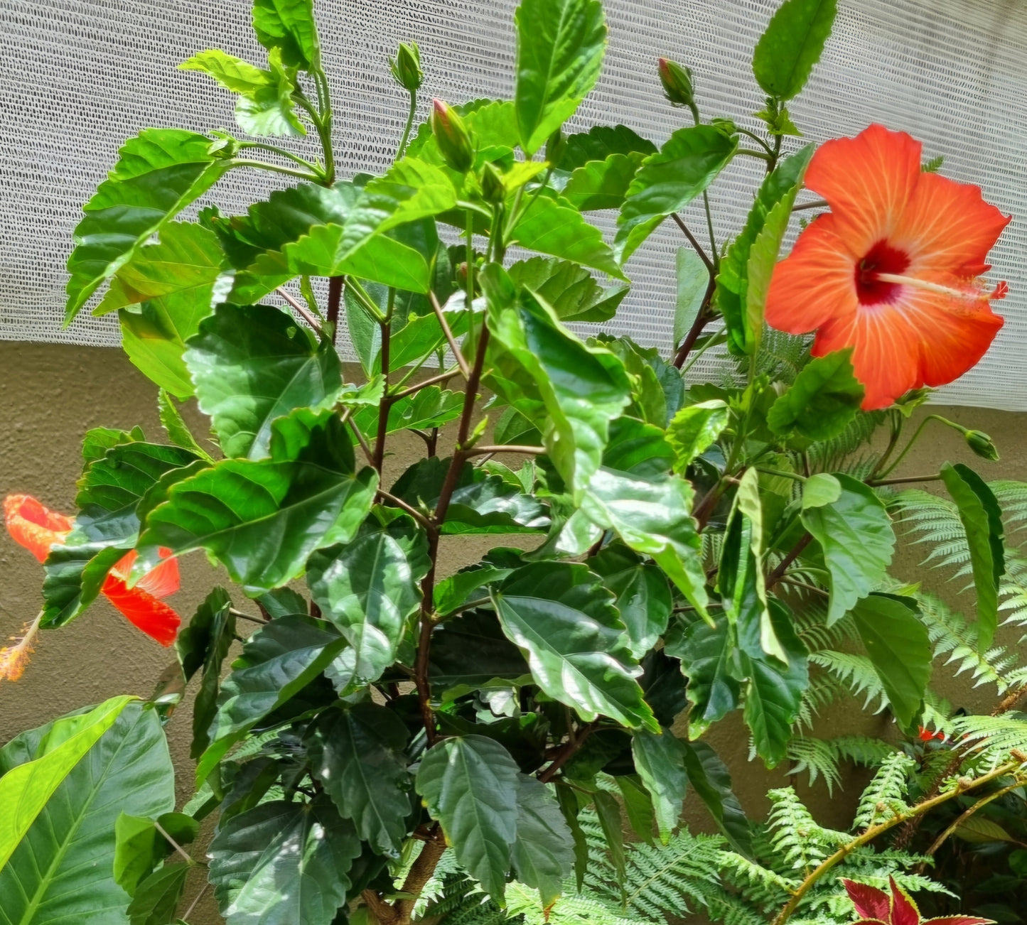 Hibiscus Single Salmon 5L