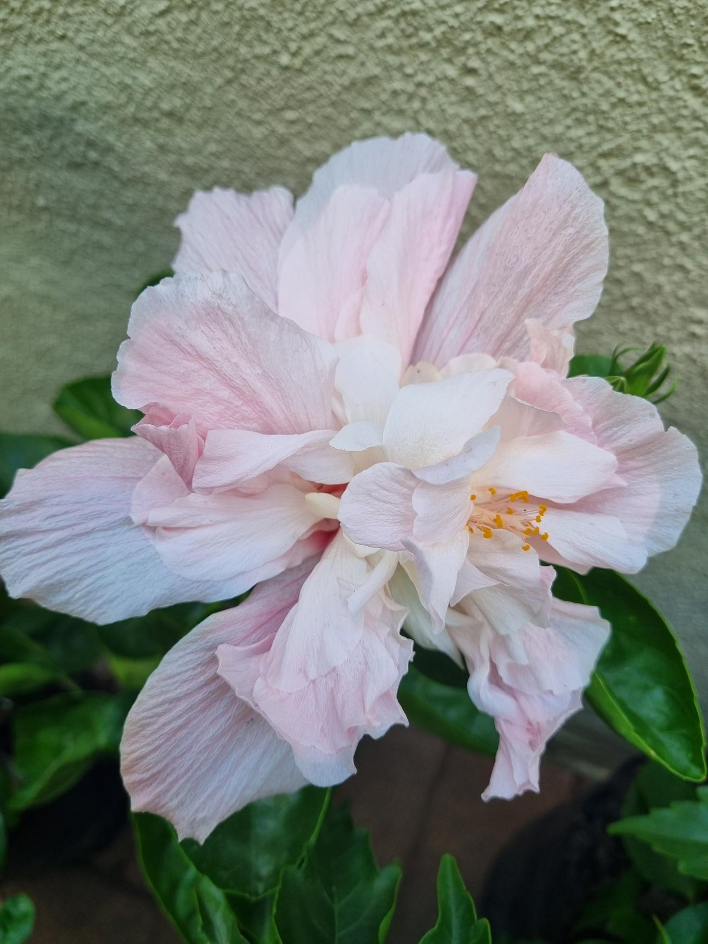 Hibiscus Bride 5L