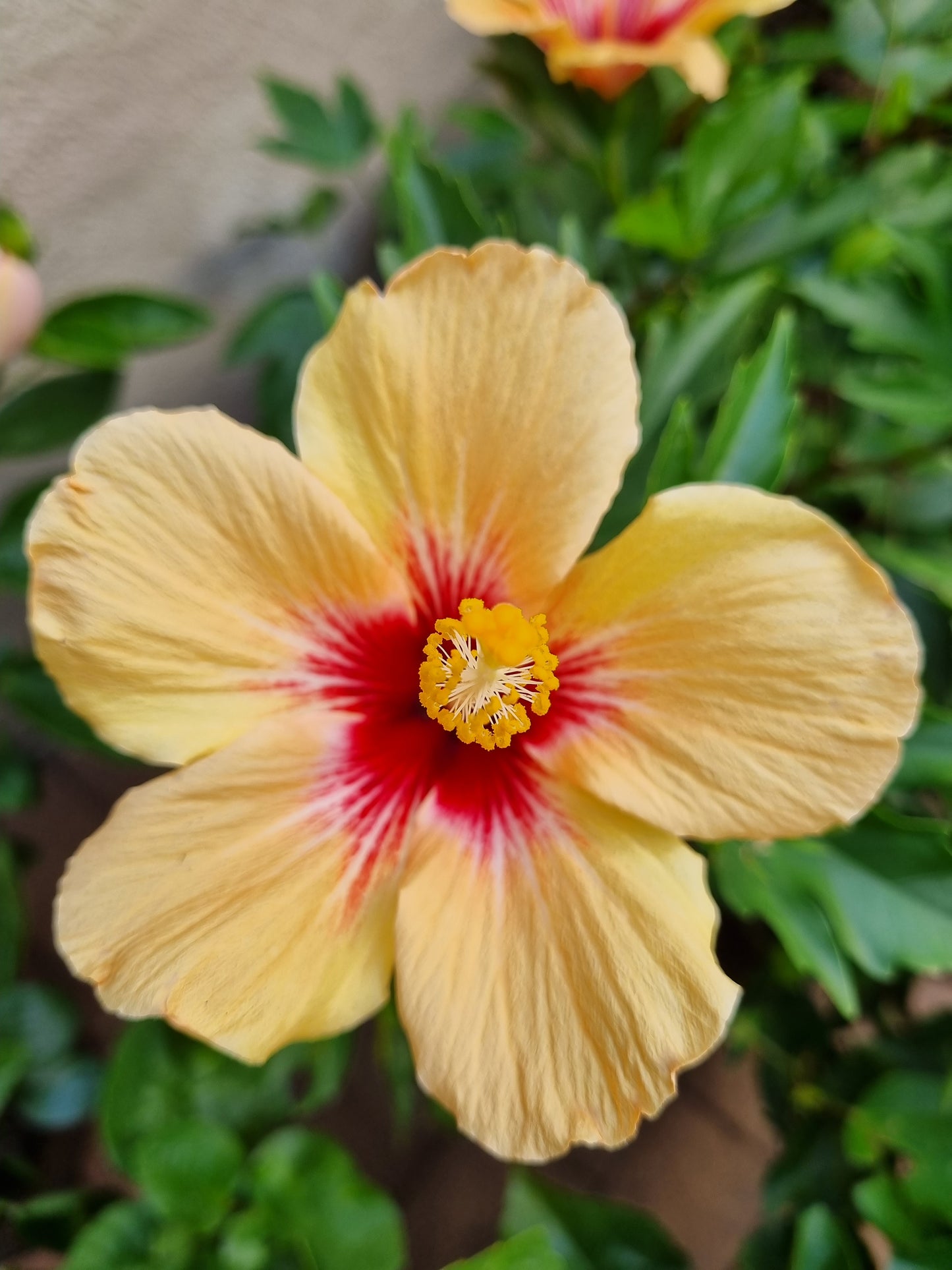 Hibiscus Hacienda Sunrise 5L