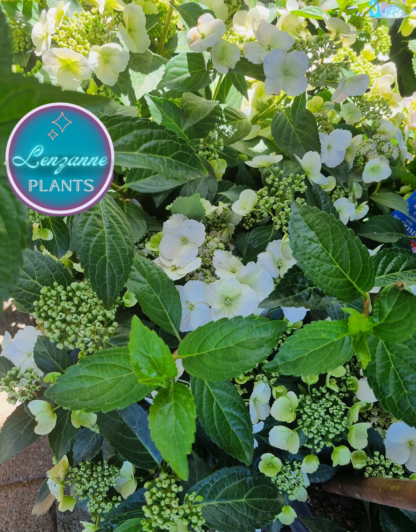 Hydrangea Runaway Bride Snow White 19cm pot