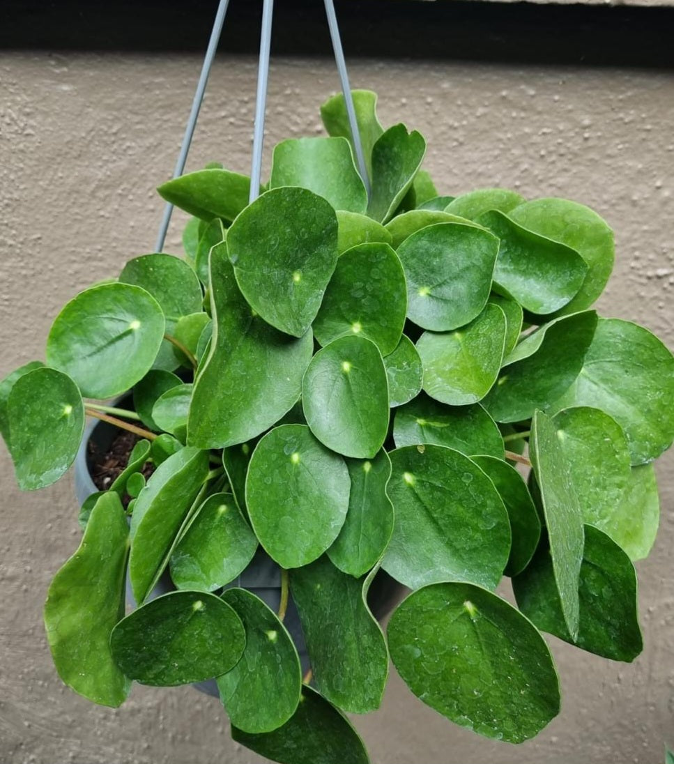 chinese money plant hanging basket Chinese Money Plant 25cm Hanging Basket