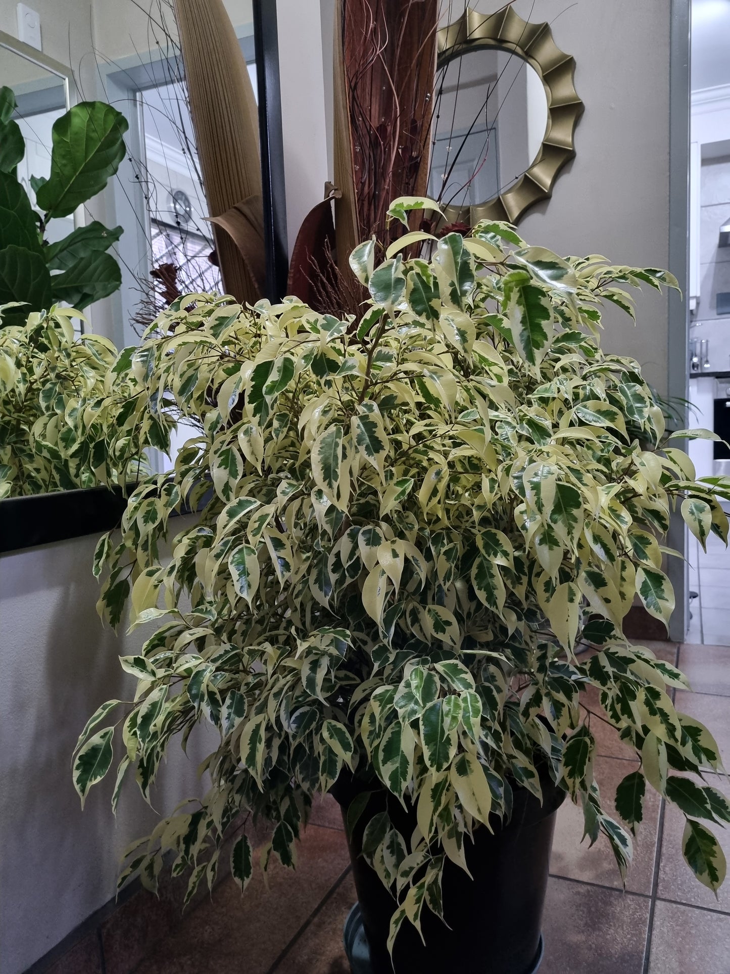 Indoor Ficus Benjamina Profit Large 30cm pot