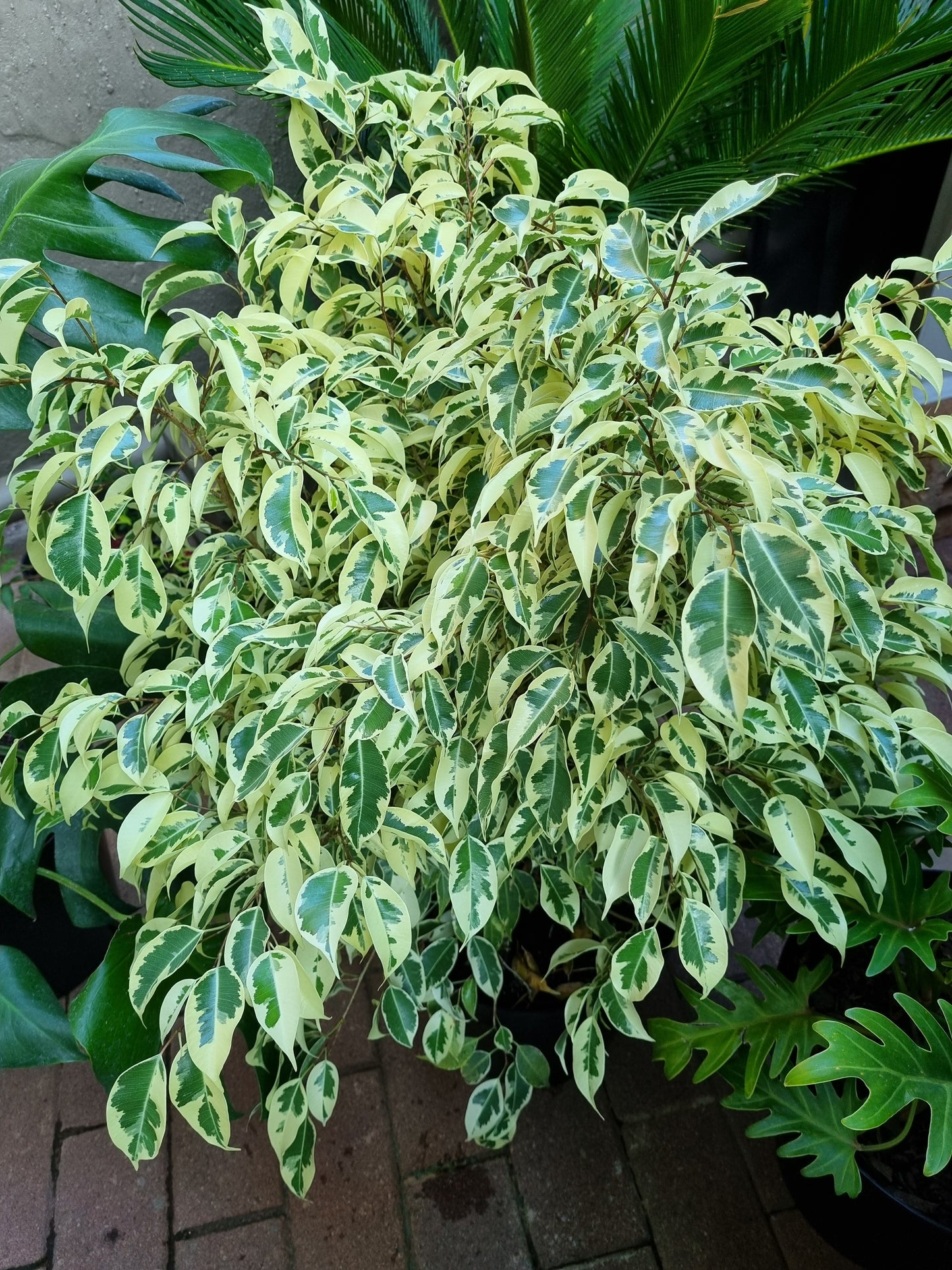 Indoor Ficus Benjamina Profit Large 30cm pot