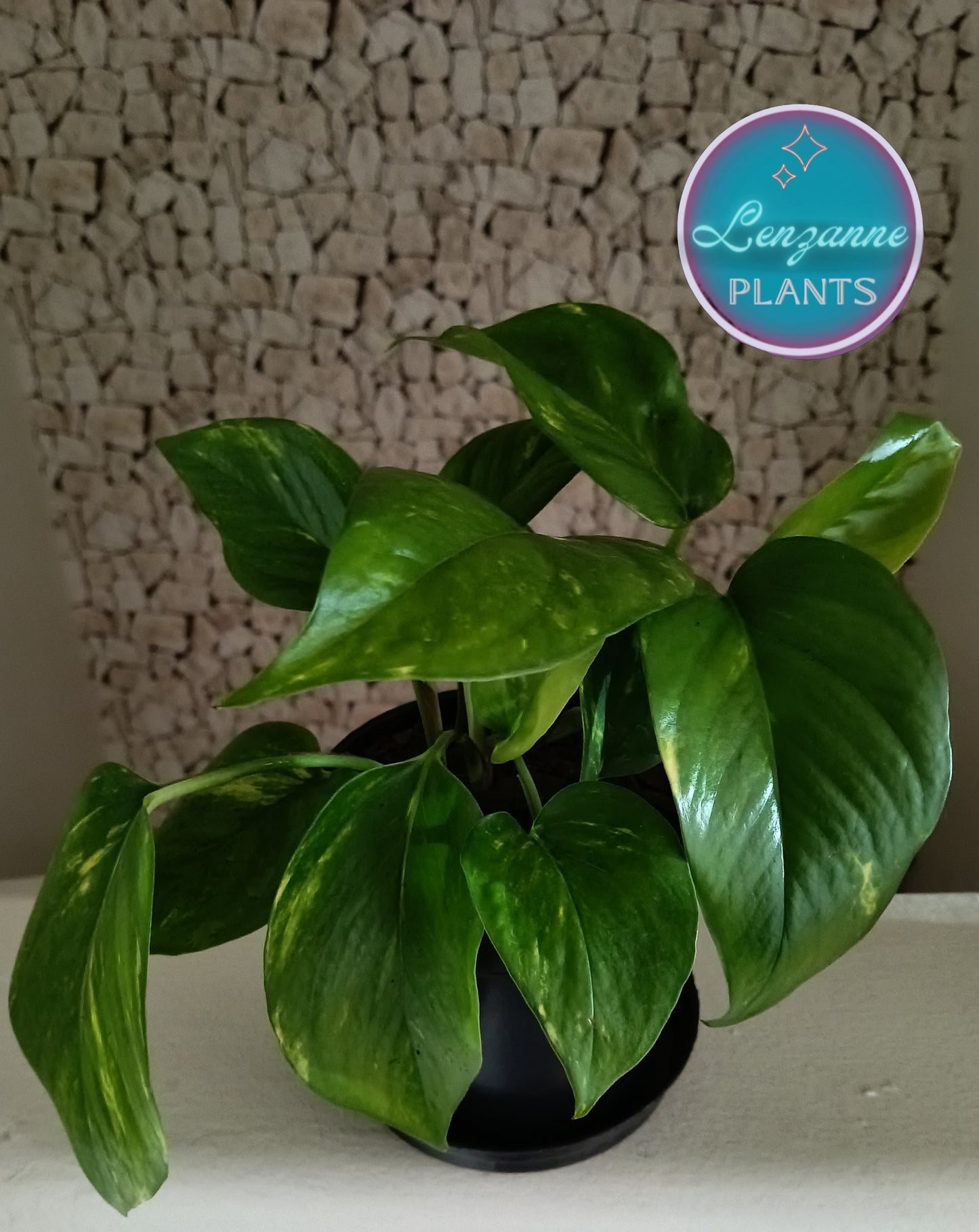 Indoor Golden Pothos (Scindapsus Aureus) 12cm Pot