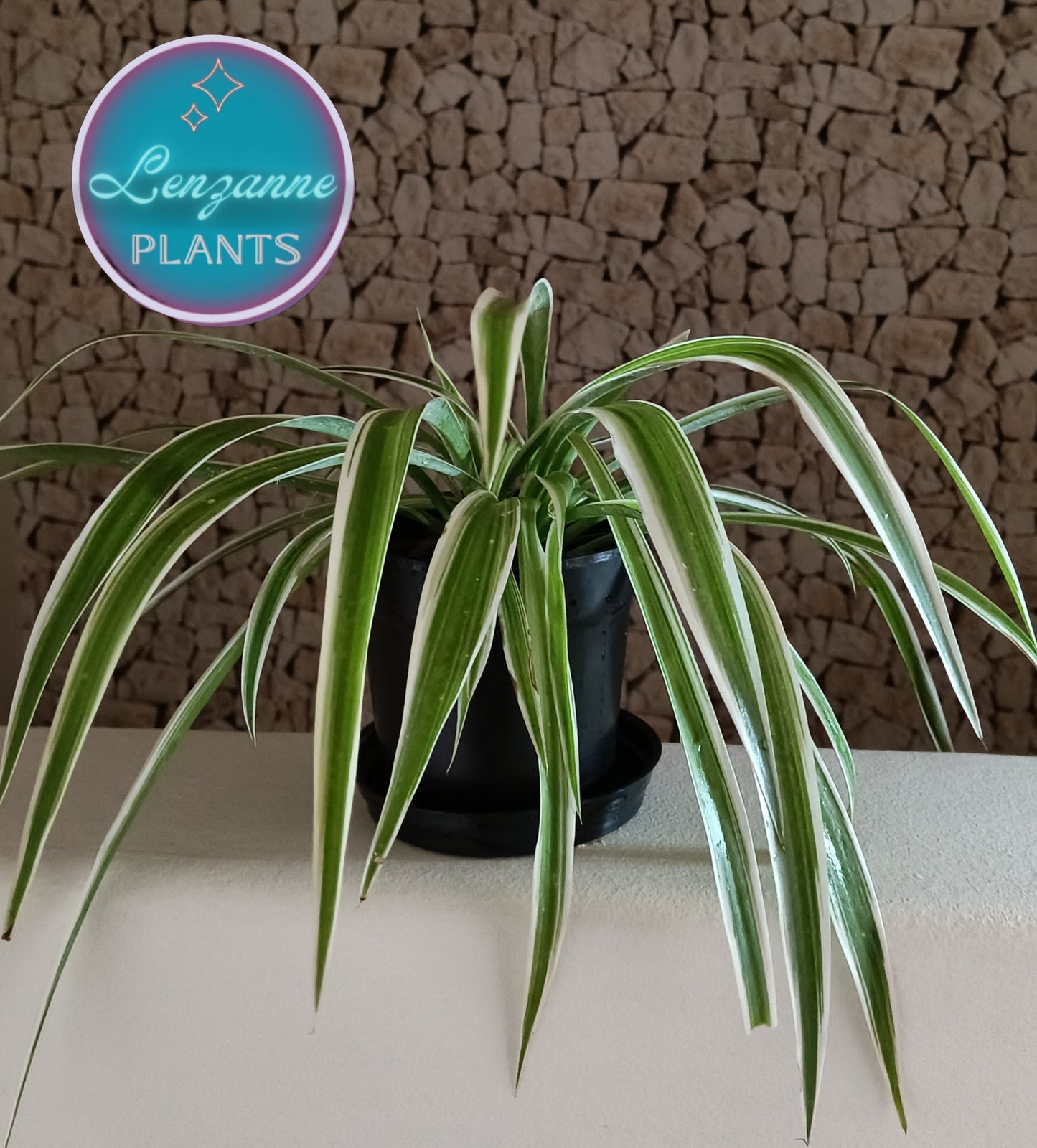 Indoor Spider Plant (Chlorophytum Comosum) 12cm Pot