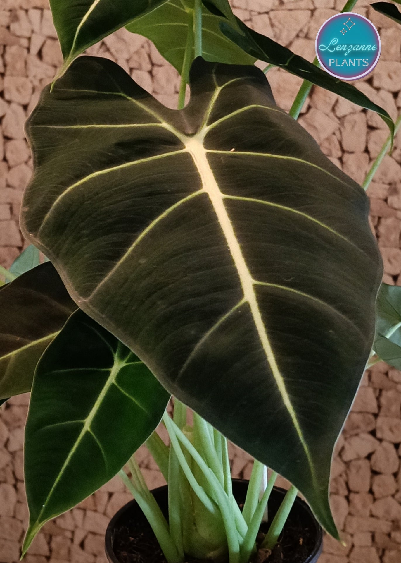 Indoor Alocasia Frydek 14cm pot