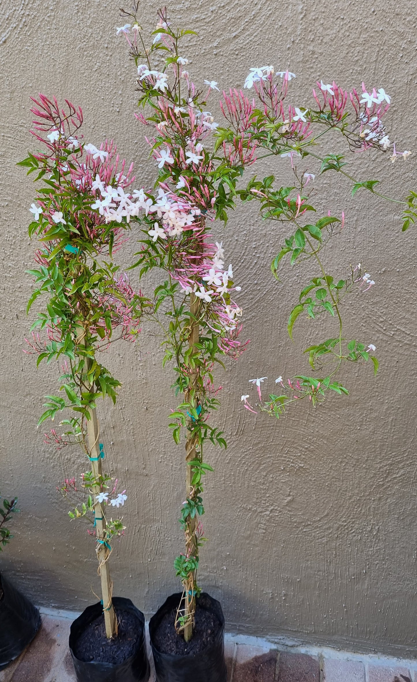 Jasmine Polyanthum 10L
