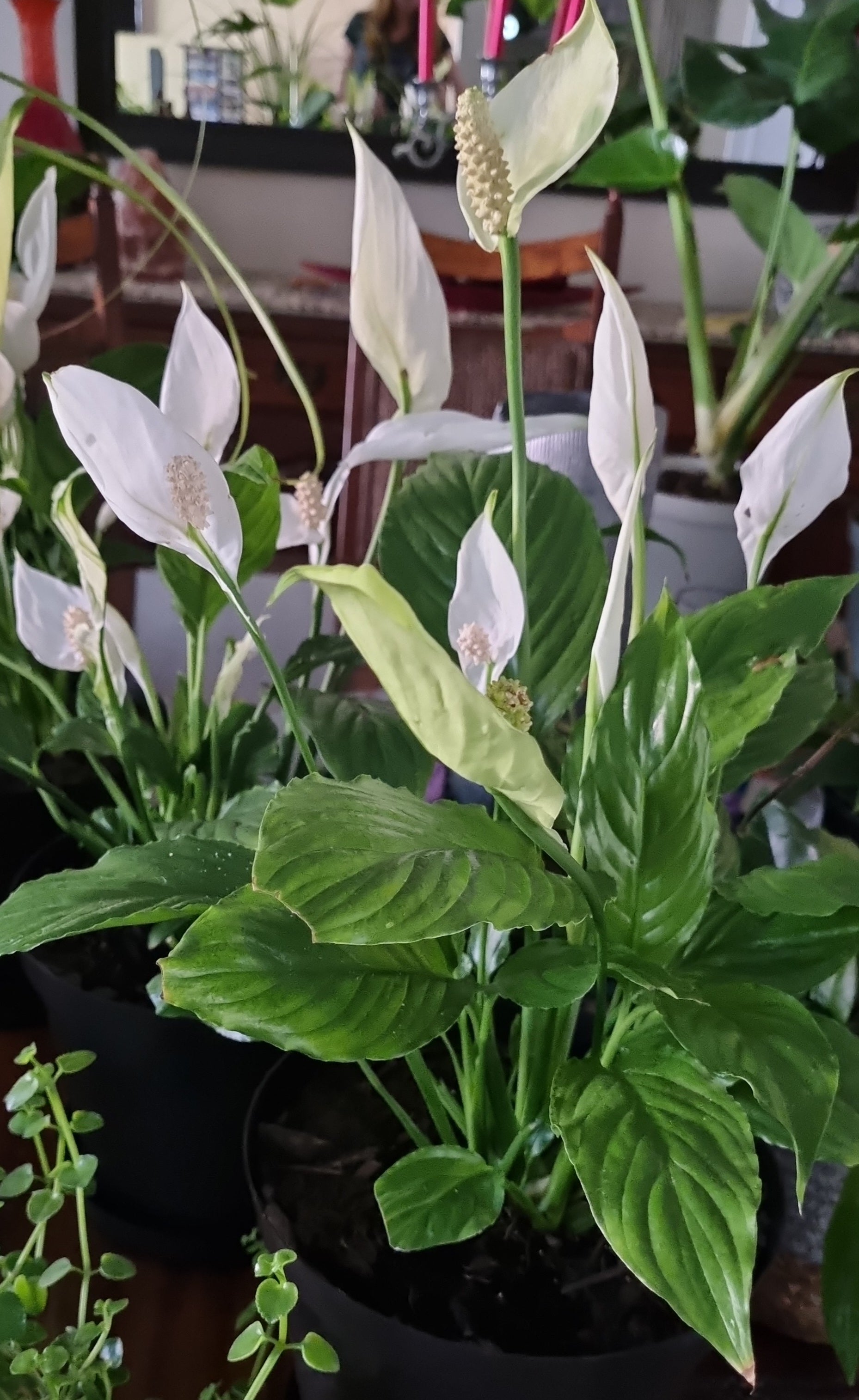 peace lily uk Indoor Peace Lily Spathiphyllum 15cm Pot