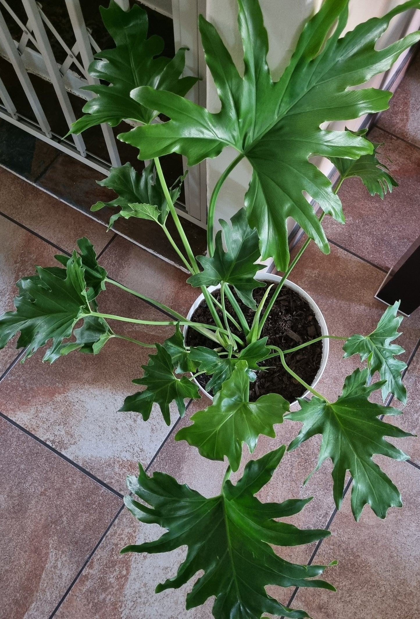 Indoor Plants Philodendron Selloum 30cm pot
