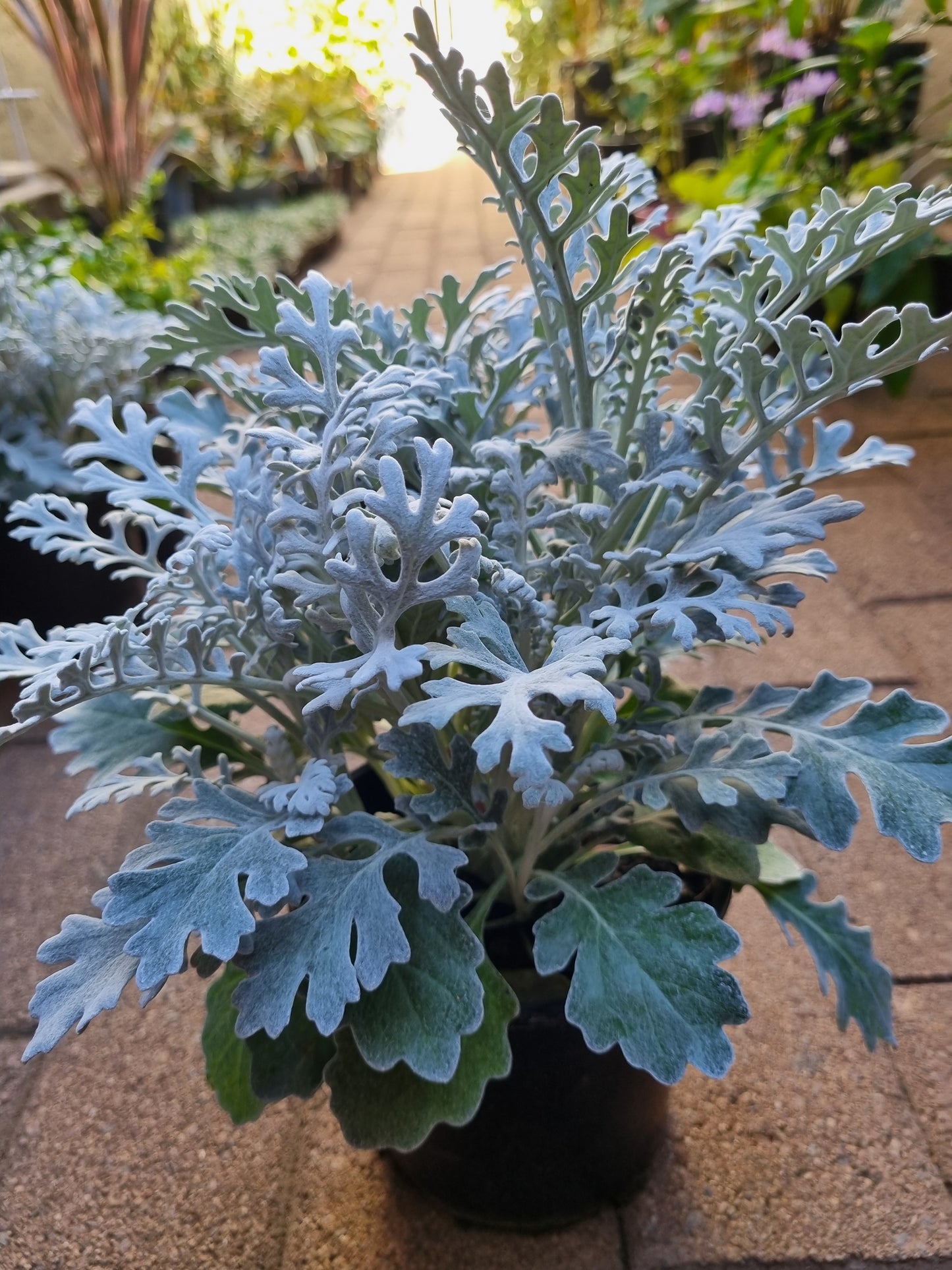 Silver Ragwort (Cineraria Silver Dust) 15cm