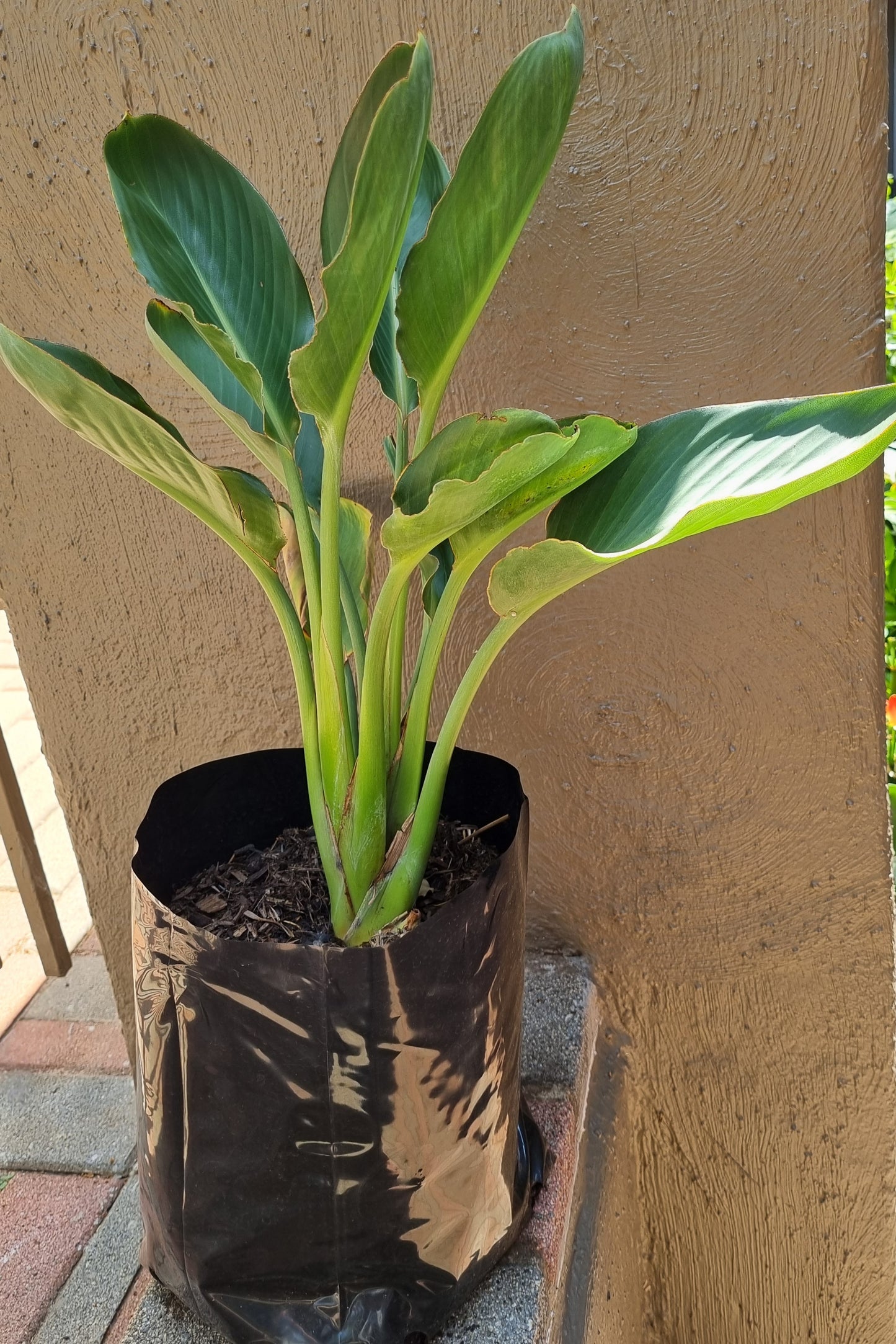 Strelitzia Reginae 5L bag