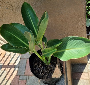 Strelitzia Reginae 5L bag