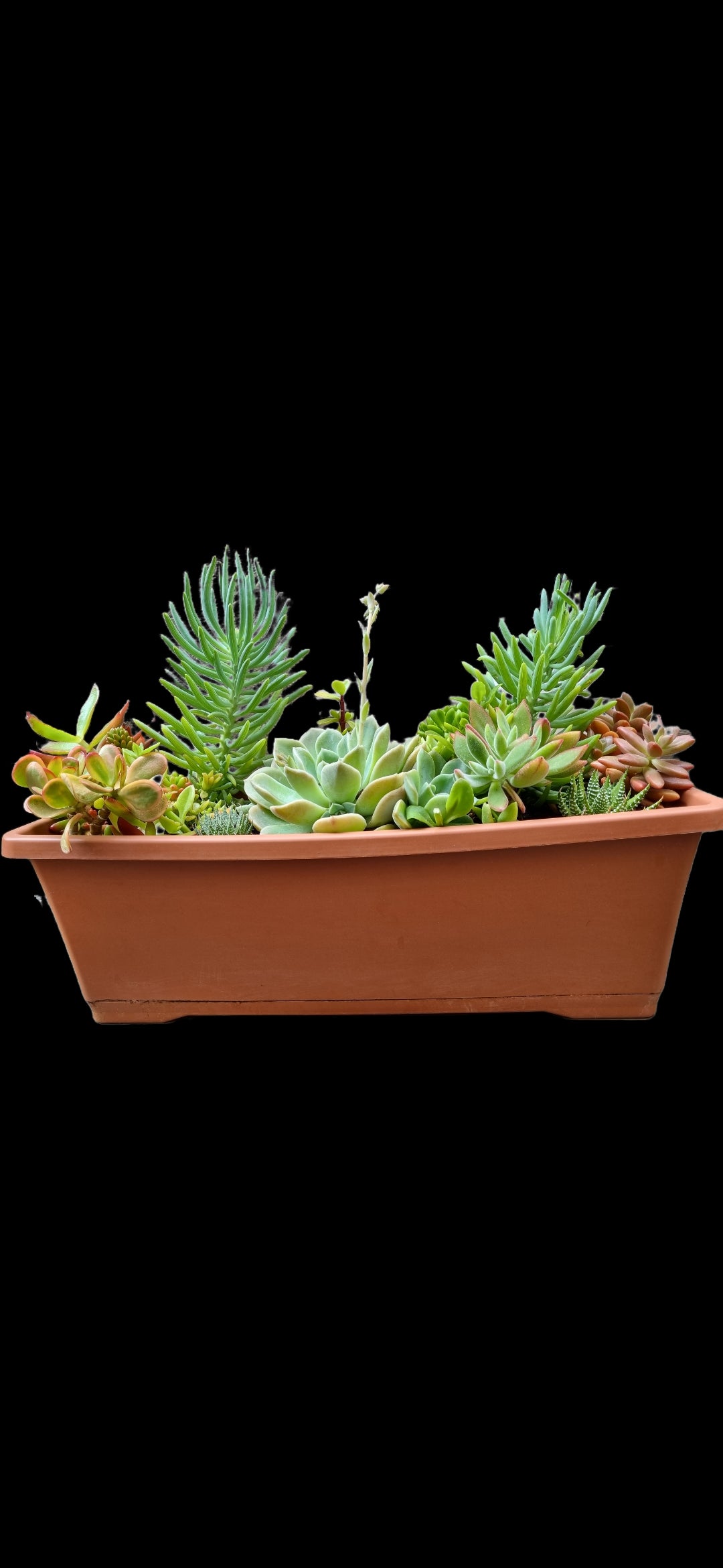 Succulents Mixed - Large Rectangular Planter