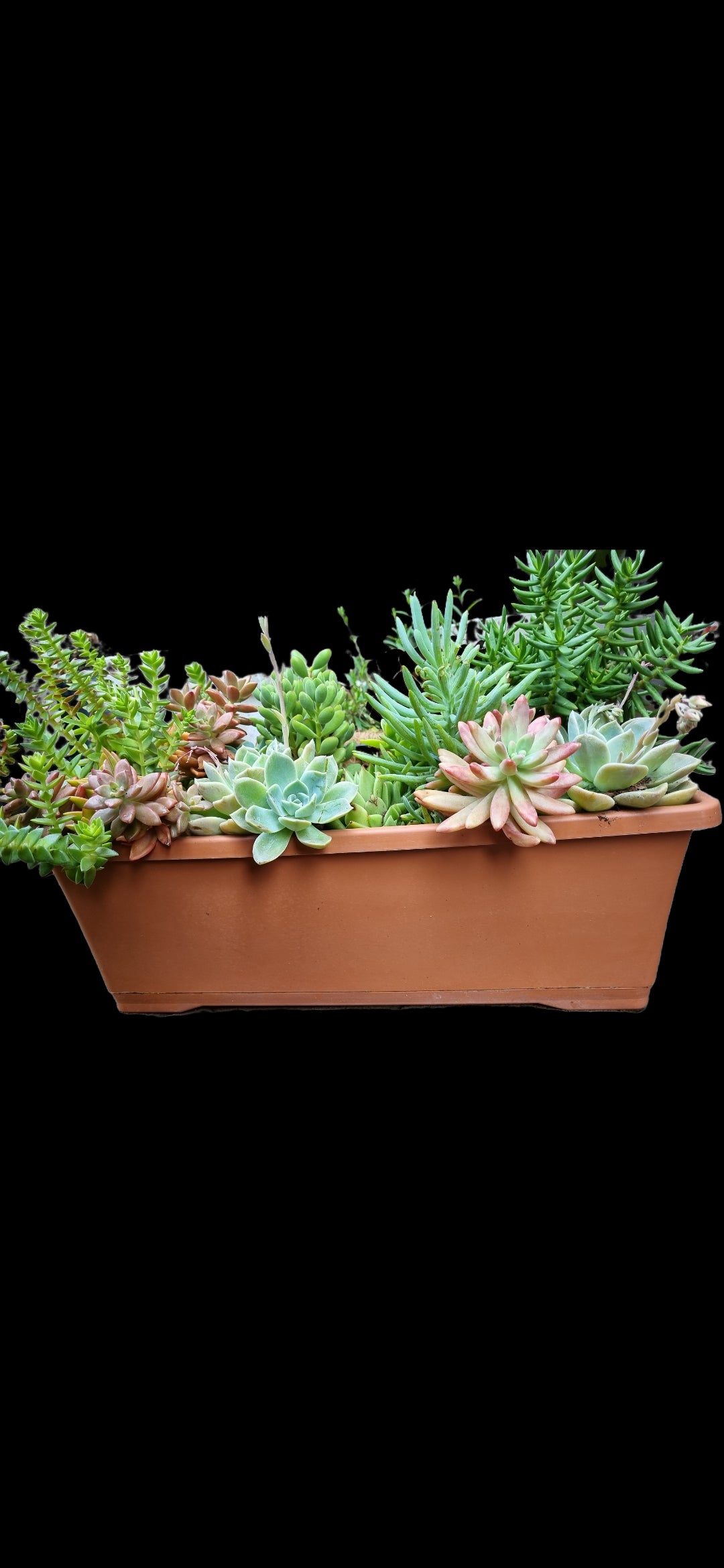 Succulents Mixed - Large Rectangular Planter