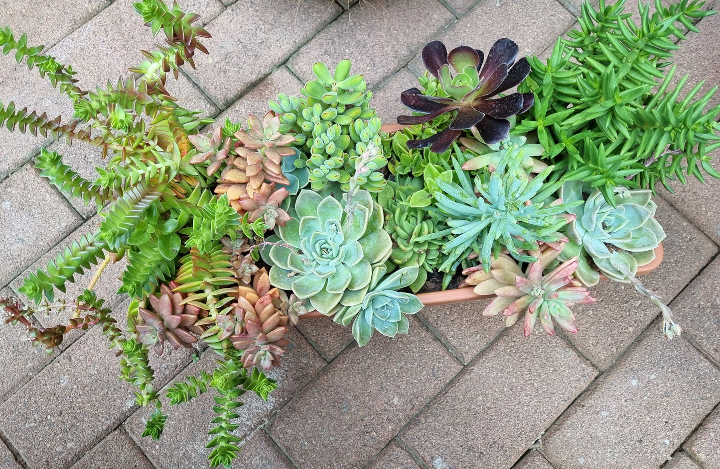 Succulents Mixed - Large Rectangular Planter