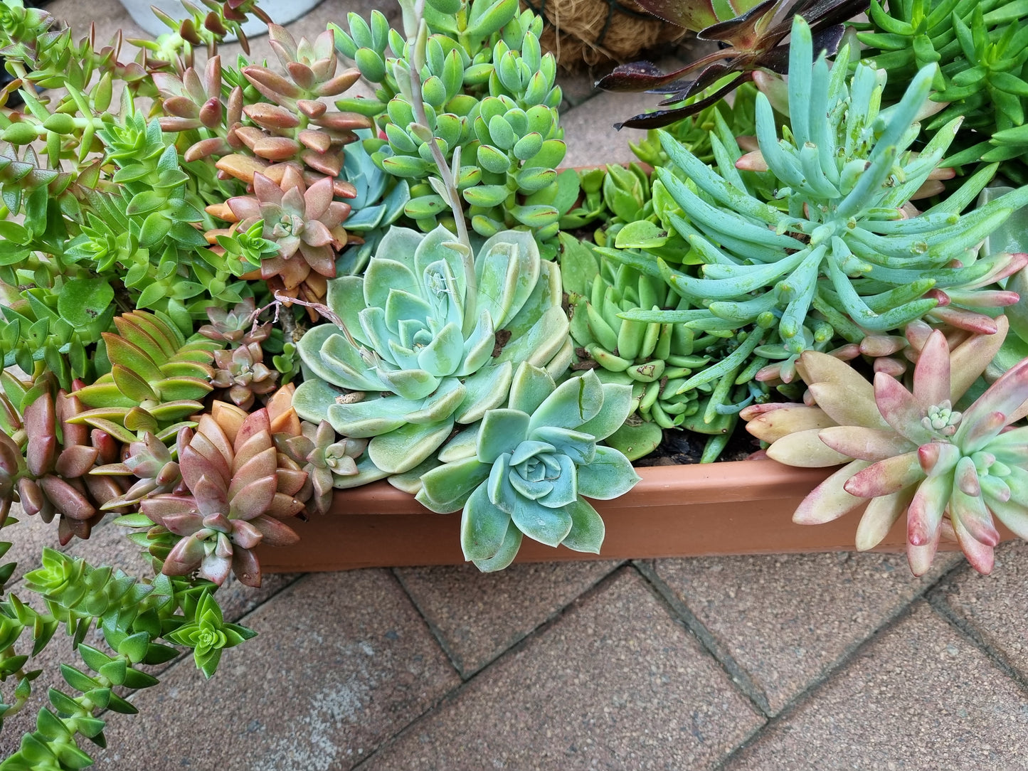 Succulents Mixed - Large Rectangular Planter