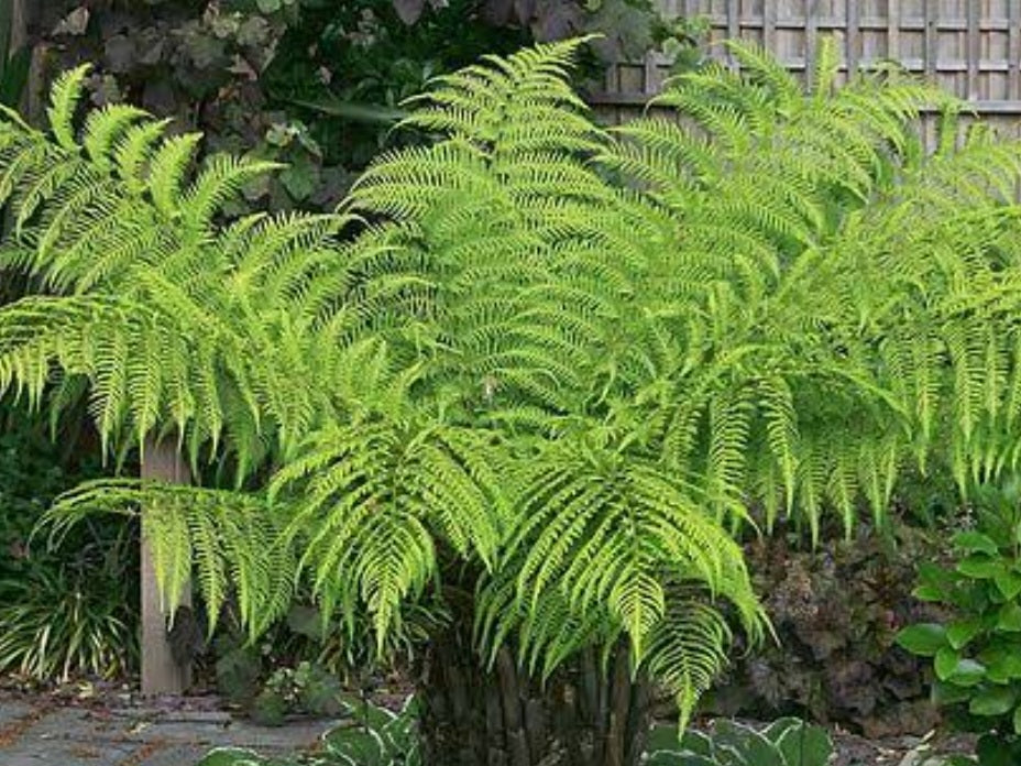 Tree Fern Cyathea Brownii 10L