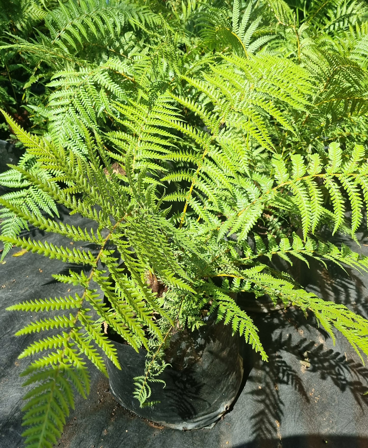 Tree Fern Cyathea Brownii 10L