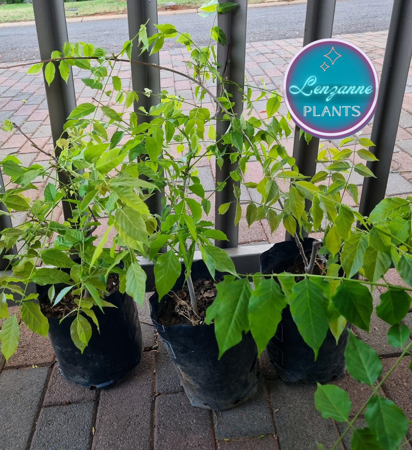 Wisteria Creeper-Purple Rain 10L
