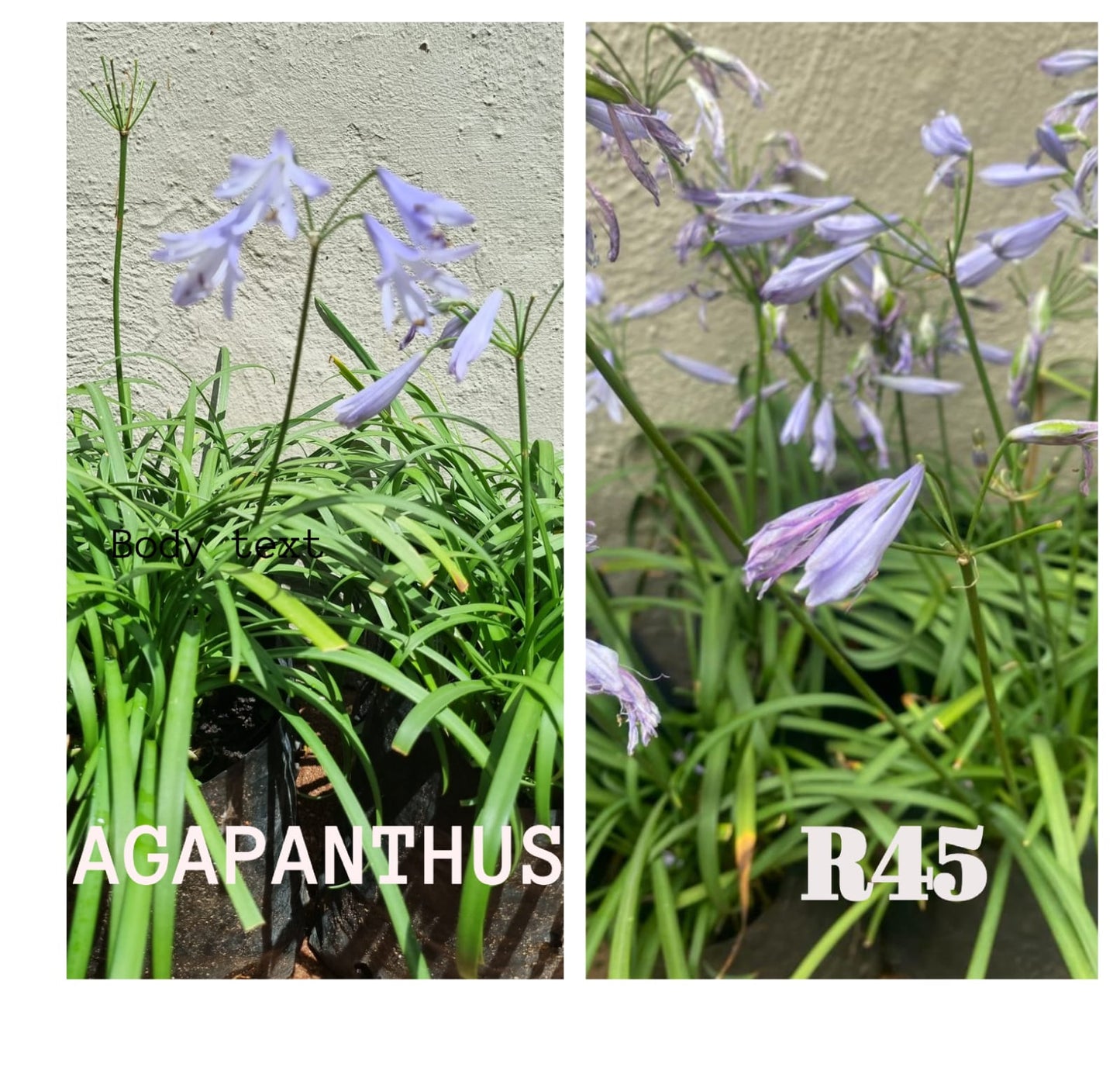 Agapanthus Miniature Amethyst 4L