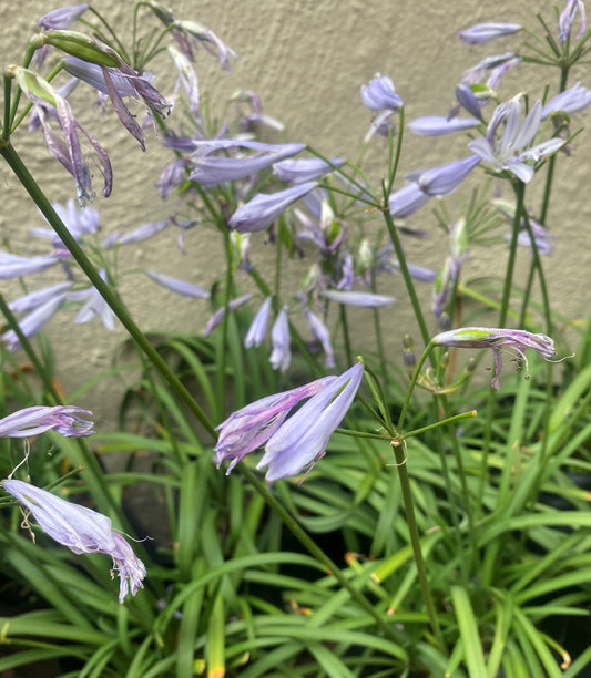 Agapanthus Miniature Amethyst 4L