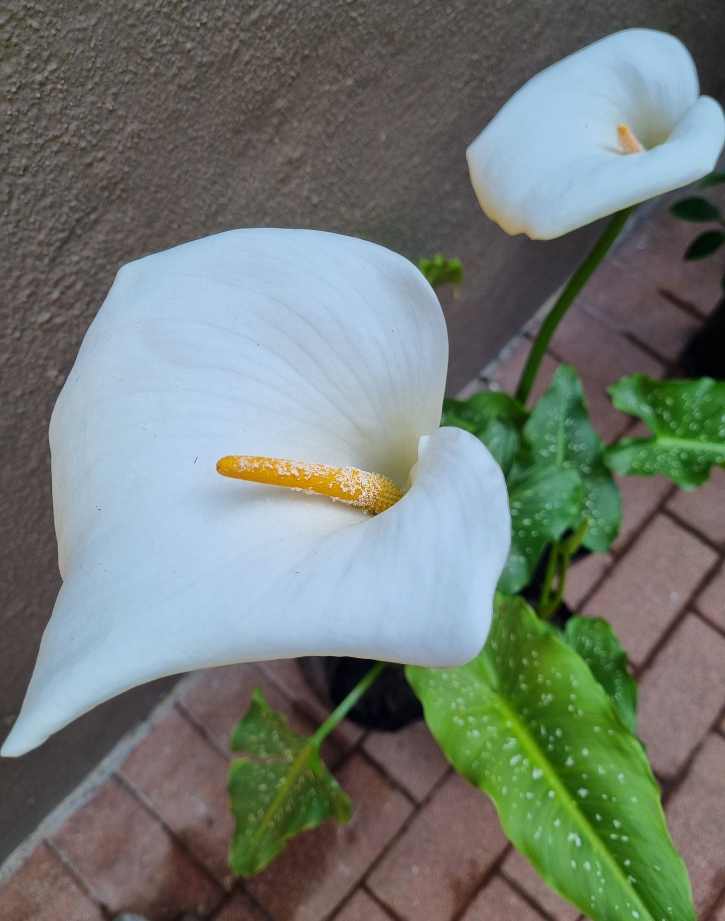 Arum Lily Spotted Leaf White LRG 20L