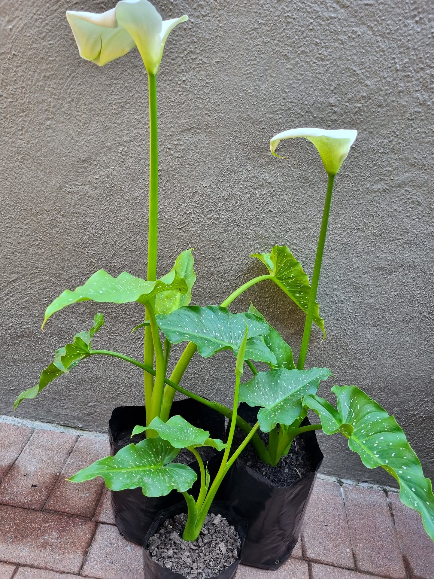 Arum Lily Spotted Leaf White LRG 20L