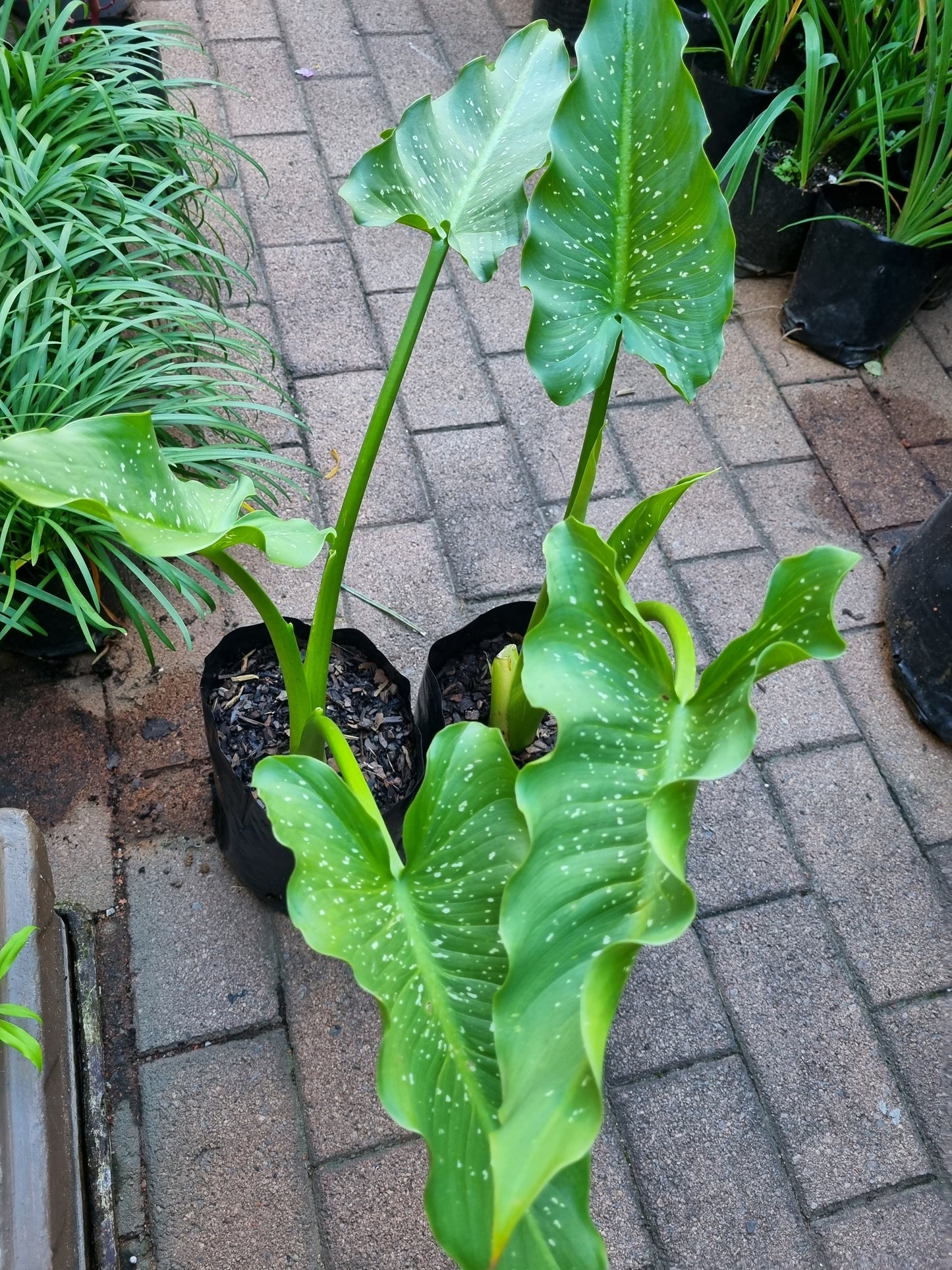 Arum Lily Spotted Leave White MEDIUM 10L