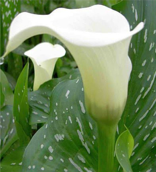 Arum Lily Spotted Leaf White LRG 20L