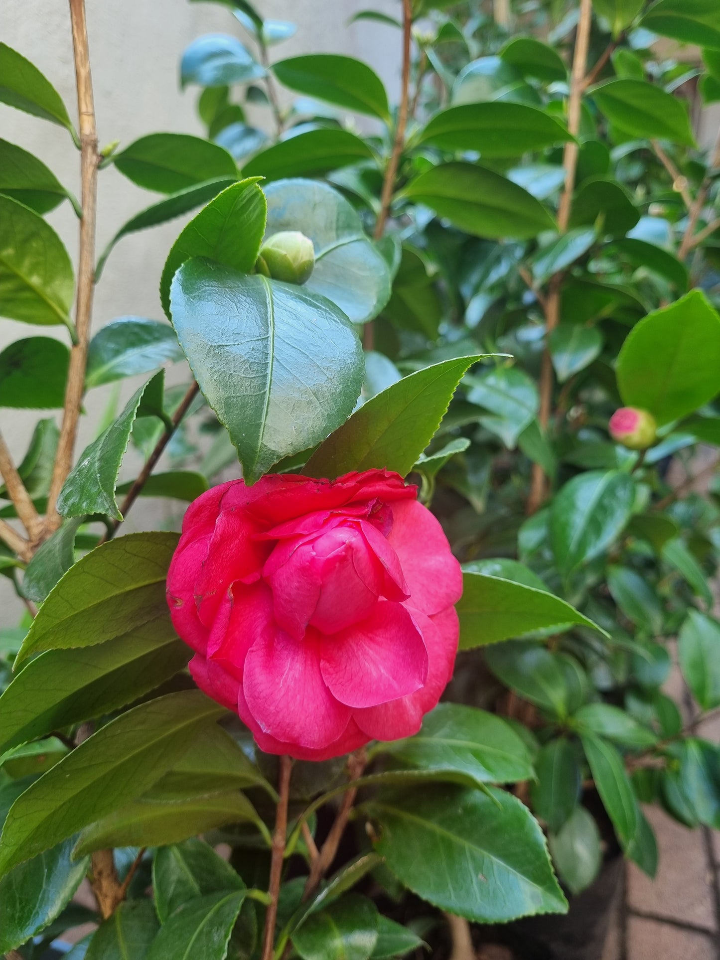 Camellia Japonica Dark Pink 10L