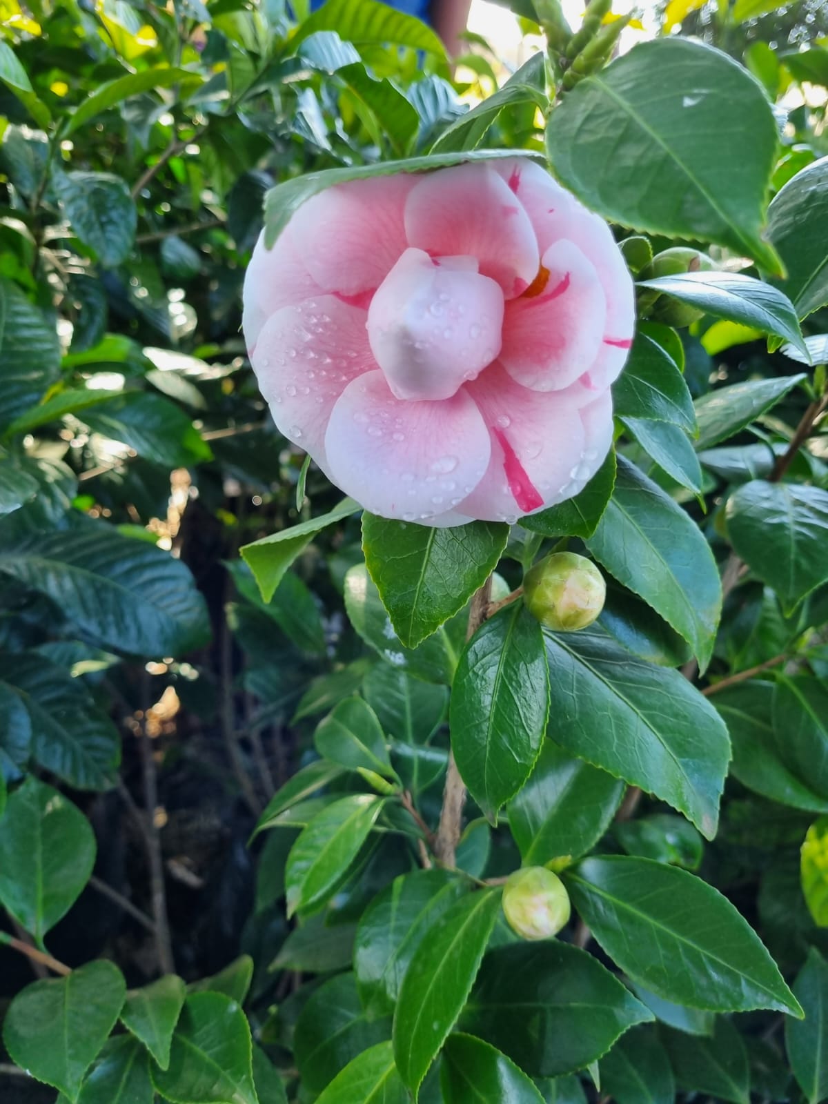 Camellia Japonica Soft Pink 10L