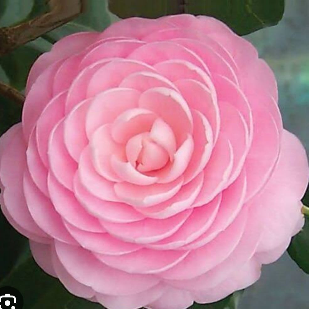 Camellia Japonica Soft Pink 10L