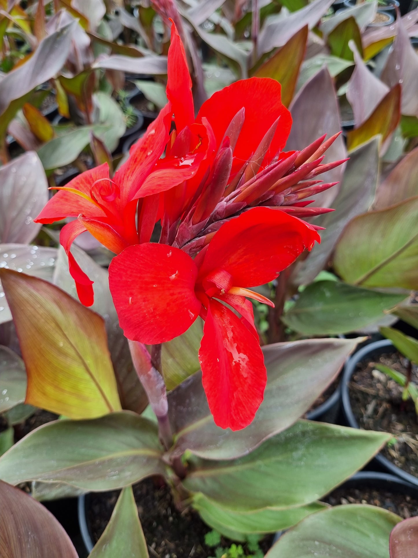 Canna Cannova Varieties 20cm pot