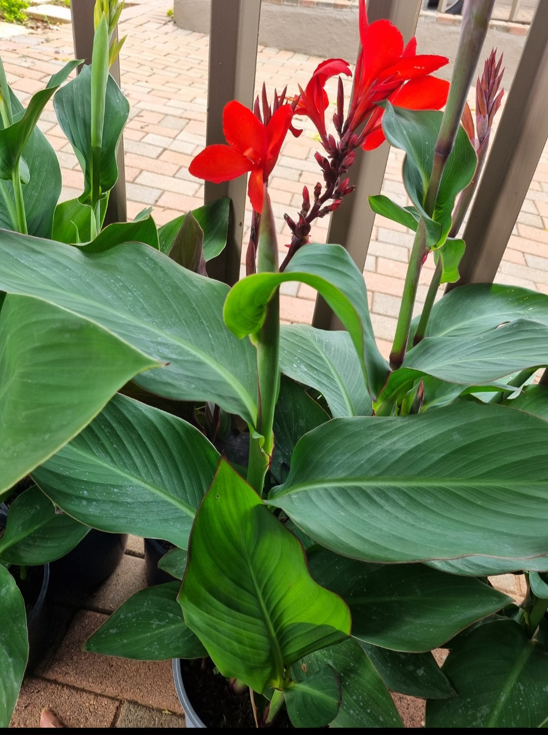 Canna Cannova Varieties 20cm pot